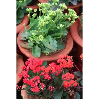 Natural Succulent Plant